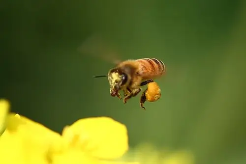 发几张飞行的蜜蜂
