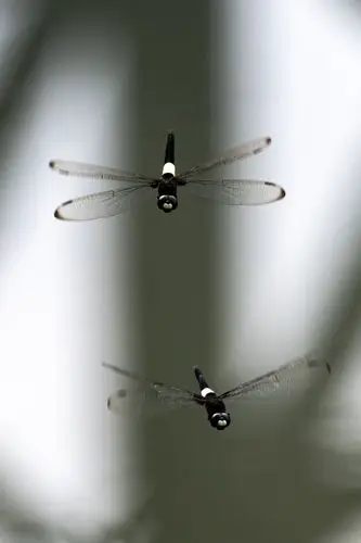 蜻蜓飞舞——摄于2020.06.26