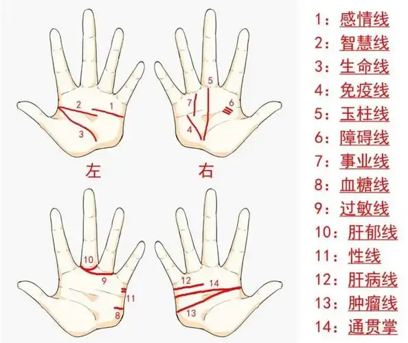 思虑重手纹就会出现这根线它蕴含着哪些身体奥秘