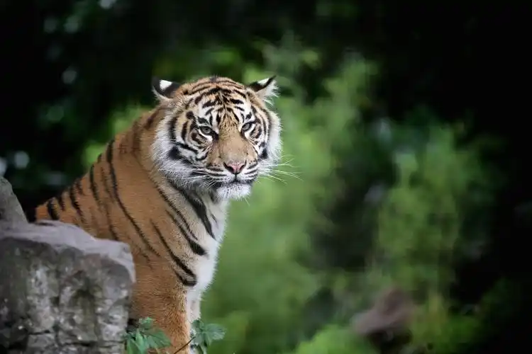 自然动物老虎桌面壁纸_凶猛的老虎_动物壁纸_