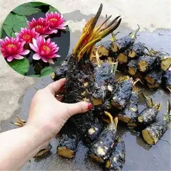 万维莎睡莲耐寒睡莲基地直销带叶子发货如图片