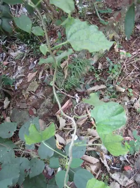 宽筋藤-功效与作用-中药药用价值网