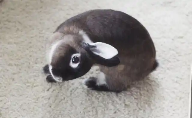 不过后来,由于生病身体受感染,ginny患上了歪头病(图片来自东方ic)