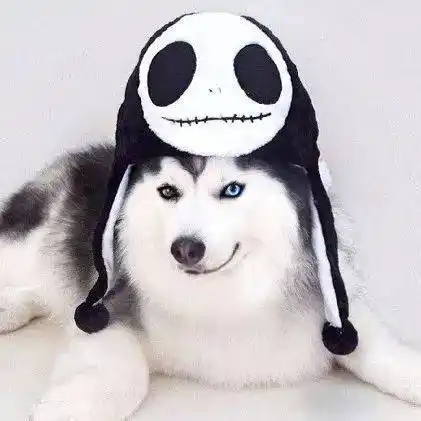 坏坏的二哈头像