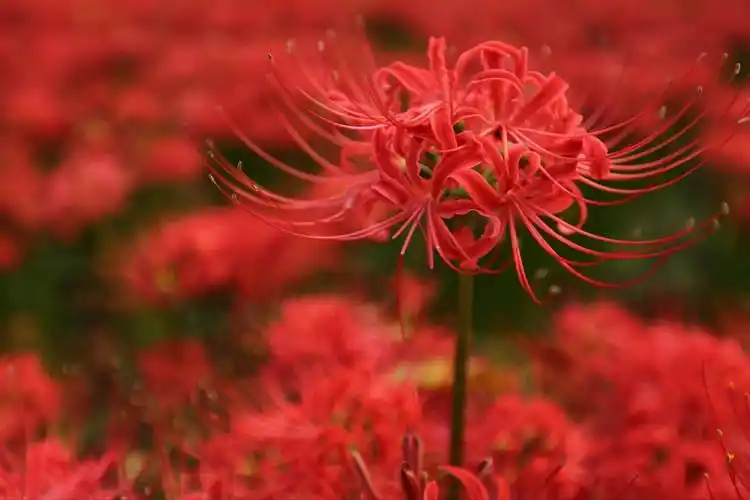 彼岸花,传说中的冥界之花惊现人间!