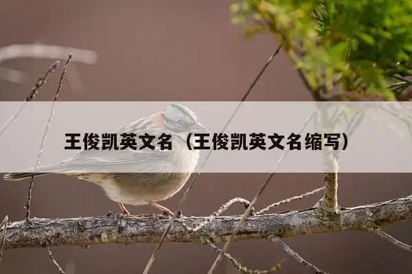 王俊凯英文名(王俊凯英文名缩写)_生活_百闻百科网