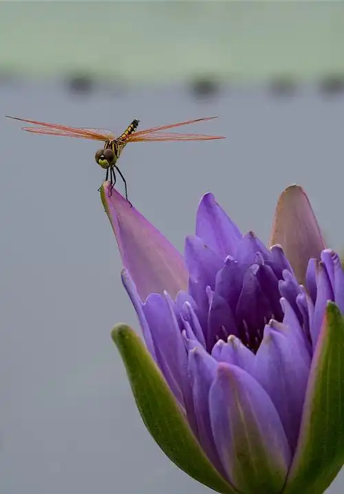 蓝莲花与红蜻蜓