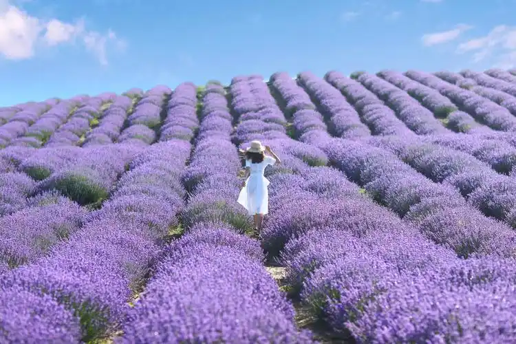 日>赛里木湖 喀拉峻 巴音布鲁克 夏特古道 薰衣草花田 特克斯7晚8日游
