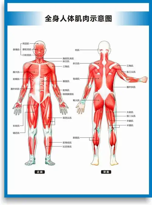 全身人体肌肉图解剖图结构图人体运动系统图高清医学健身教学挂图全身