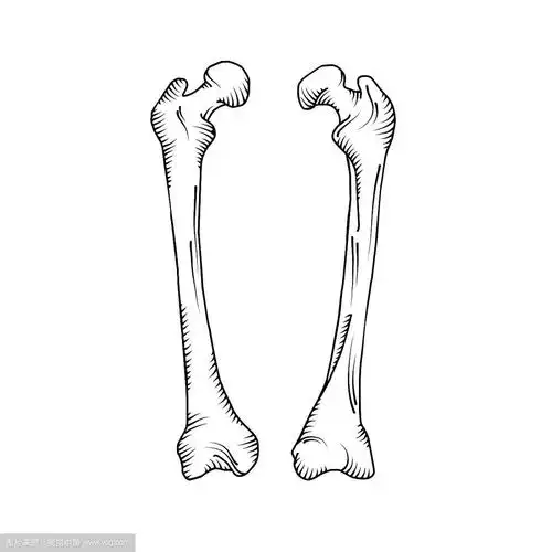 手绘逼真的人类骨骼