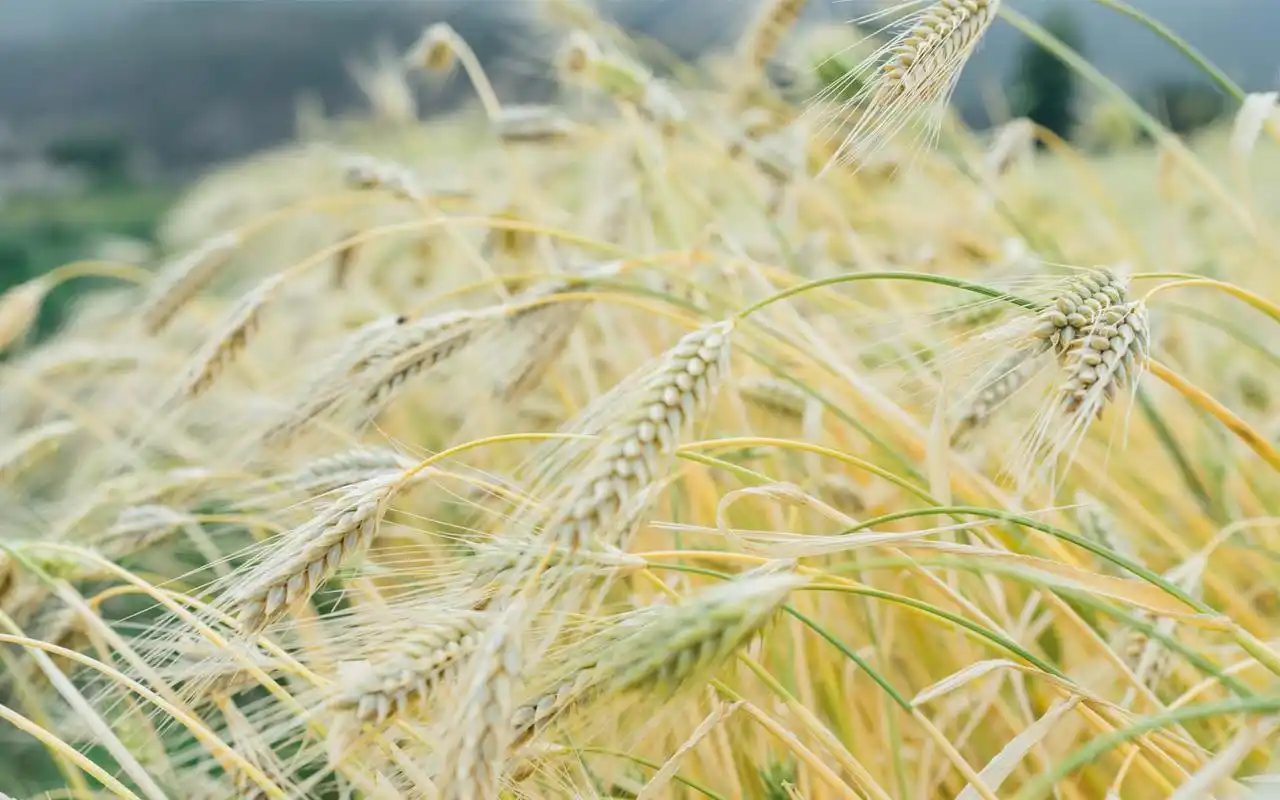 秋天田园小麦唯美高清图片桌面壁纸