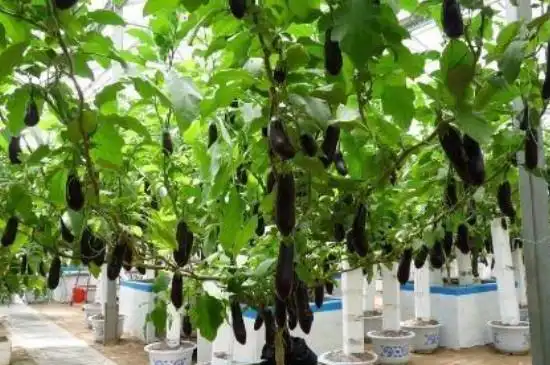 性较好种树型真的,属于野生图片茄类型,什么树可以嫁接茄子树和辣椒树