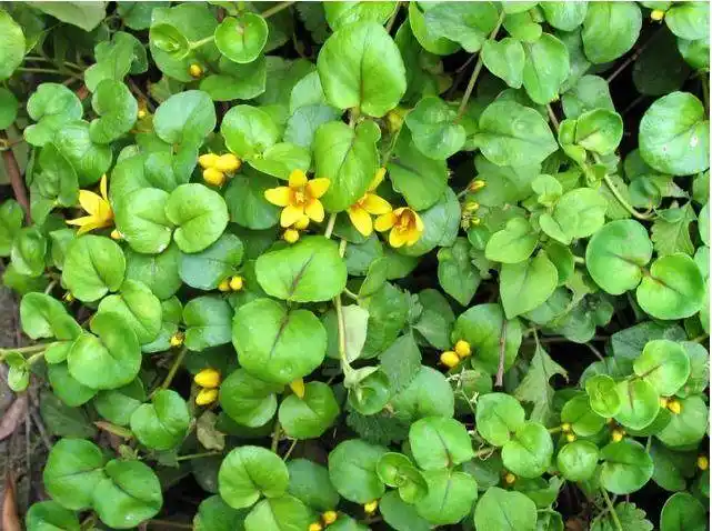 金钱草治疗肾结石偏方