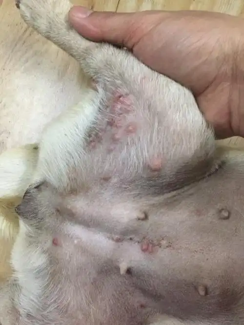 狗狗长这种痘痘是什么情况?怎么用药?求大神指点