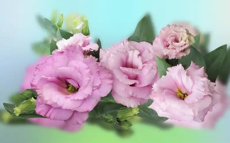 粉红色的花朵,叶子 壁纸