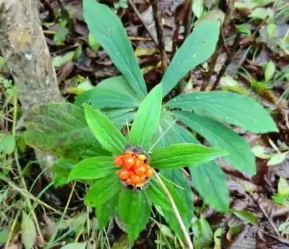 重楼图片重楼的功效与作用