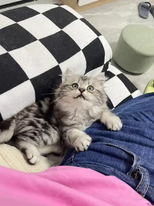 欢迎小九乖乖回家我们的二胎崽崽要和布丁姐姐一起健康成长嘛