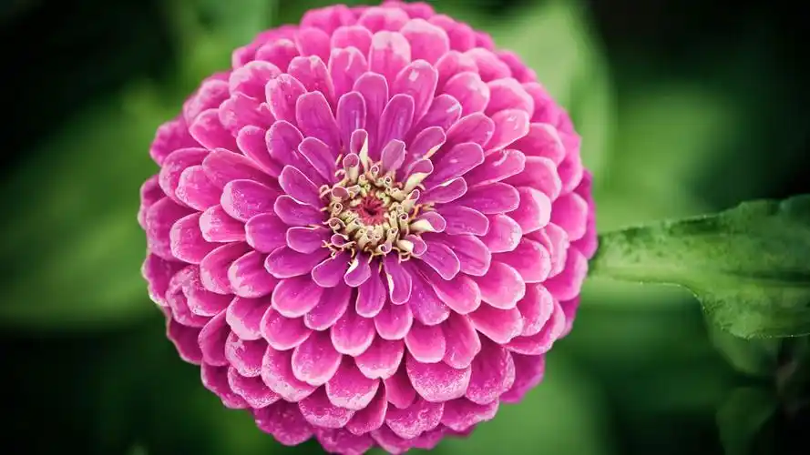 花卉桌面壁纸下载第二辑高清大图预览1920x1080_植物壁纸下载_美桌网