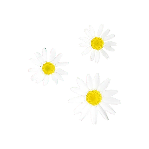 绿叶,雪花,点缀免抠素材