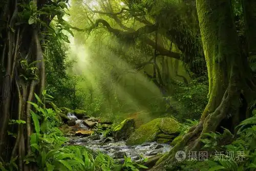 东南亚地区在八月的深热带丛林