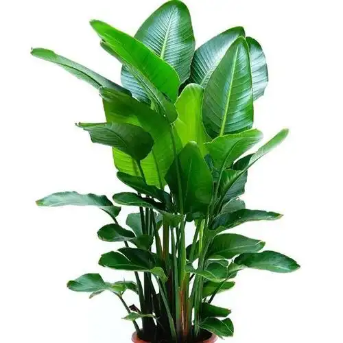 轻松养好天堂鸟,做好这四点