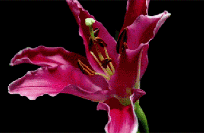 玫瑰花绽放唯美寂静大自然春日时光花开时节gif动图_动态图_表情包