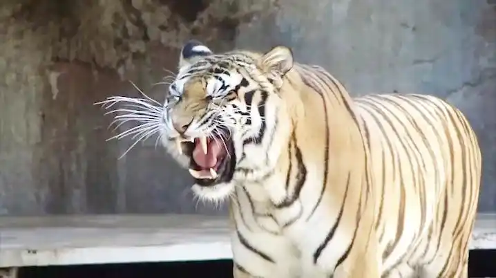 老虎叫声音视频视频在线观看 - 西瓜视频