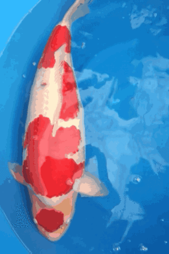 别想着减肥了,否则你的体重就会被这条锦鲤赶上了!