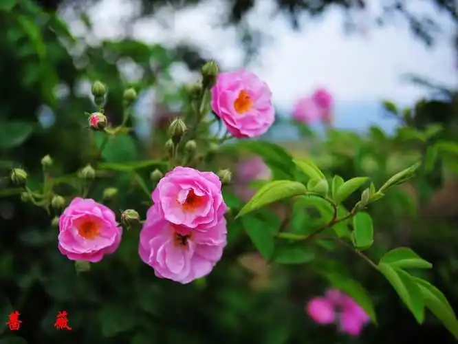 盛开的蔷薇给予人对爱情的憧憬,然而爱情不只是一场美丽的梦,花虽然会