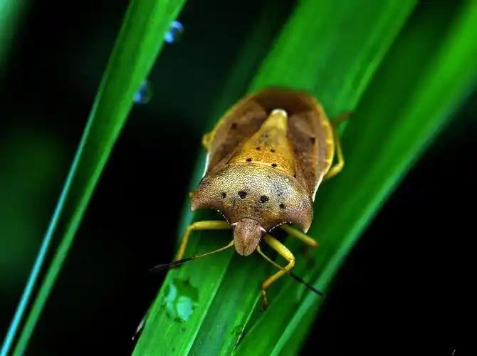 中国昆虫半翅目(蝽)