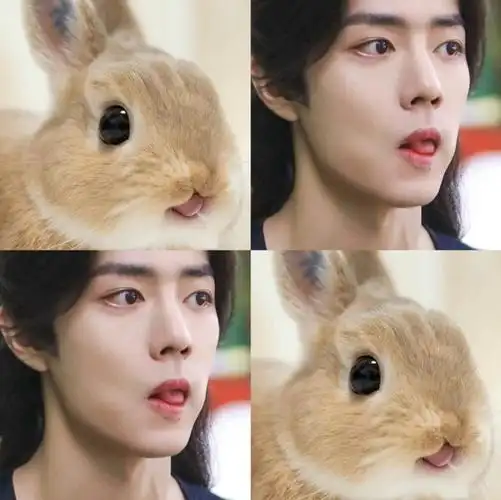 肖战好像长了兔耳朵