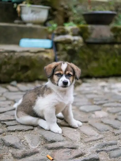 旅途中的可爱小动物