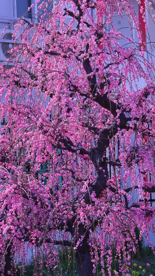 幽香淡淡浸远芳@垂枝梅