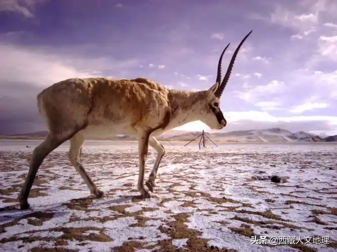藏北羌塘上的藏羚羊