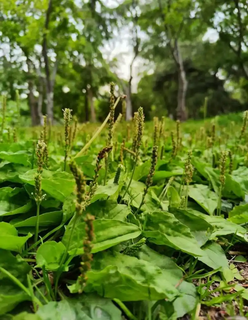 你们知道车前草吗?小小的一个草,竟可以化痰消结,车前草功效利水消肿,