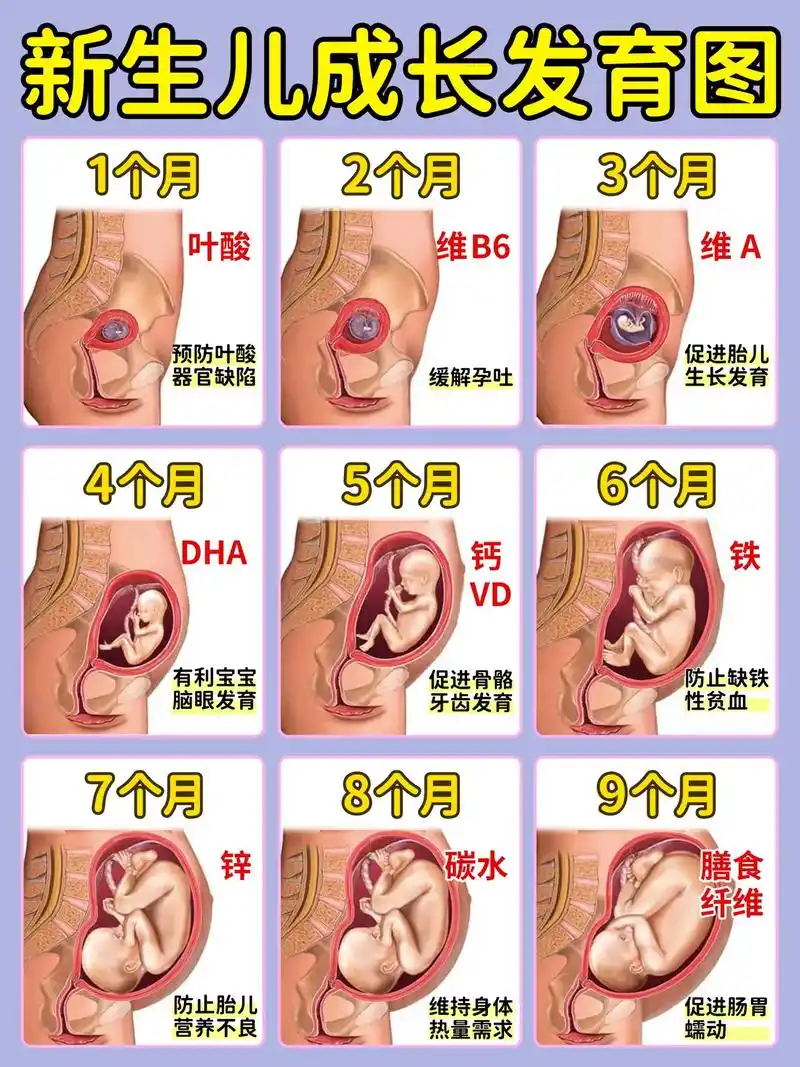 胎儿每月发育情况75所需营养和注意事项60|.