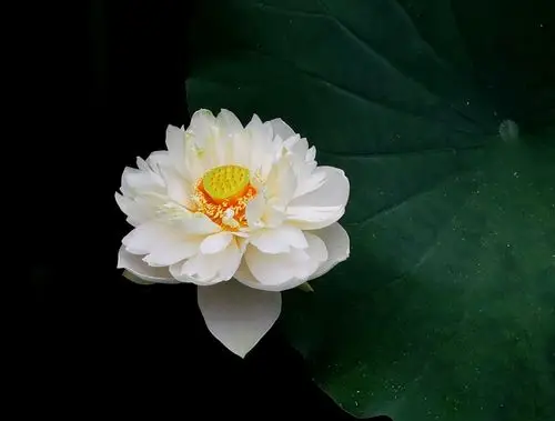 爱莲寻莲,寻那佛前最美的莲