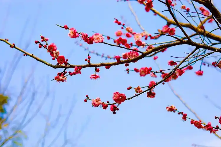 春色美景依旧 戴好口罩再游公园