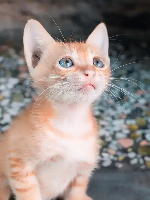 【摄影】小奶猫