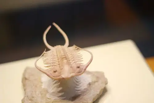 接着我们来到了活化石区,镇馆之宝三叶虫!