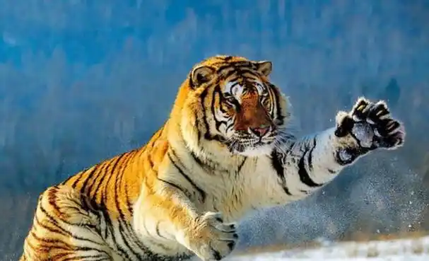 回顾:十只比特犬和一只老虎关一起,老虎能坚持多久?老虎45天吧