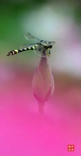 《荷花绽放迎蜂来露珠落满荷花开》原创