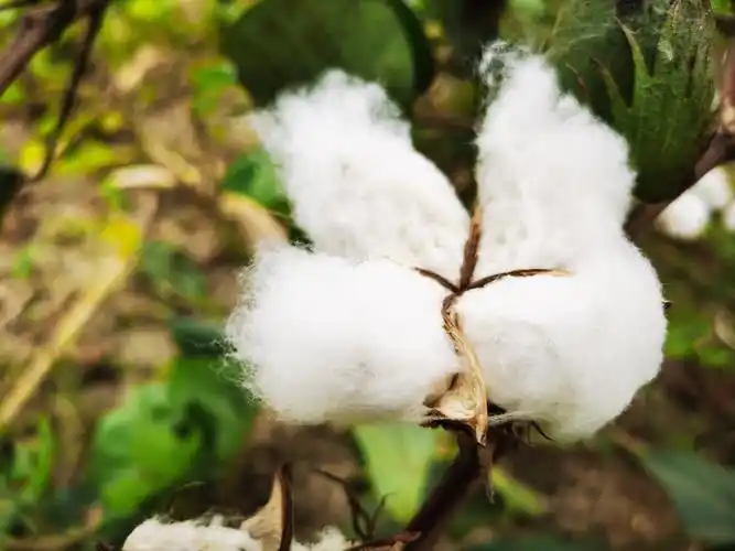 棉花花棉花果棉花桃