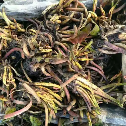 直销大睡莲睡莲根块水生植物迷你睡莲多色睡莲睡莲苗量大优惠