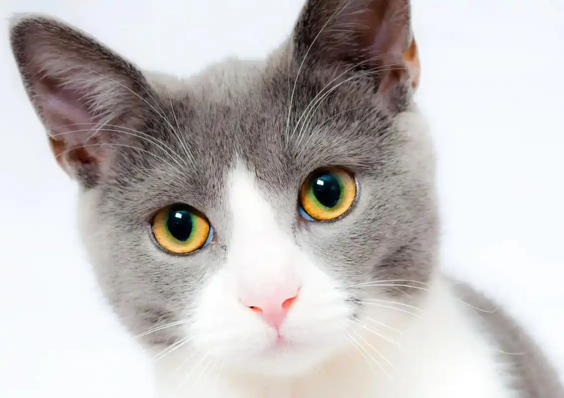 推荐高清壁纸#见者好运 - 抖音