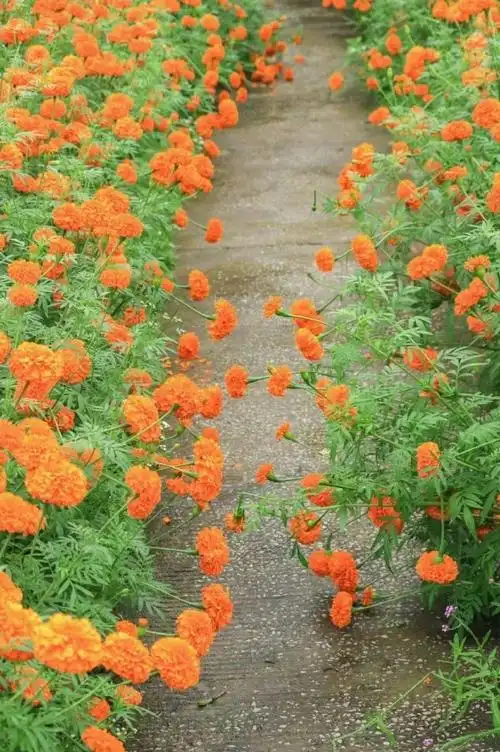 你见过橘色的海吗##来广州海珠湿地看限定橘色花海##广东校园事