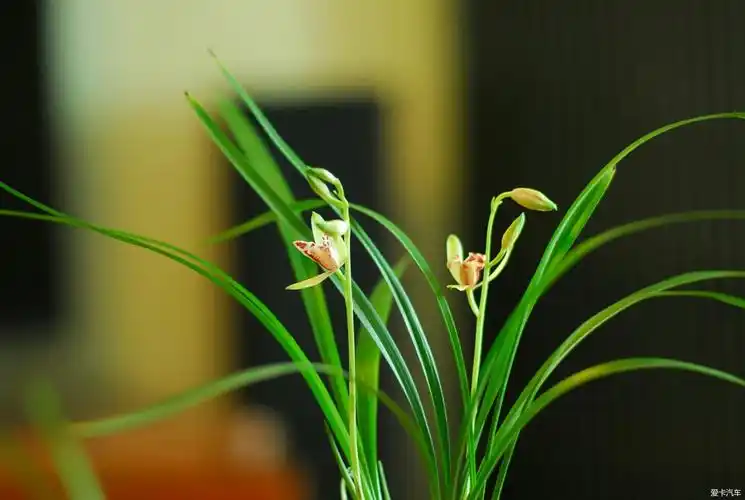 > 我的兰草 四季兰