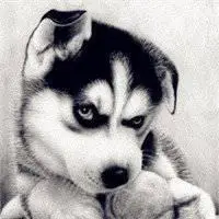 可爱二哈头像高清头像_微信头像图片大全