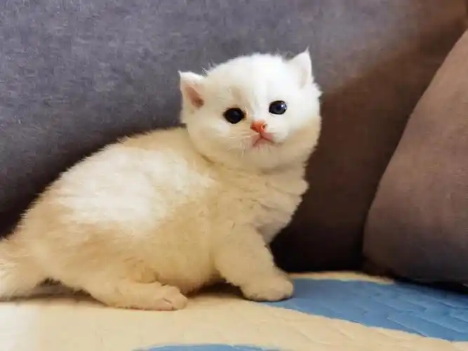 会是谁把它收了,大脑袋,小白熊一样#猫咪  #英短银渐层  #英短  #银