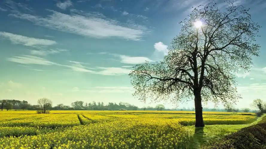 > 清新淡雅唯美花卉高清特写桌面壁纸(1920x1080)